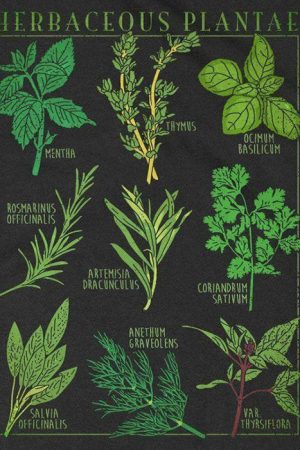 Cute Everyday Outfits, Outfit Inspo Casual Herbaceous Plantae T-Shirt